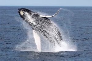 Boavista: Whale Watching per Zodiac