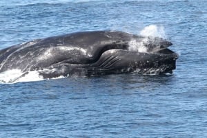 Boavista: Whale Watching per Zodiac