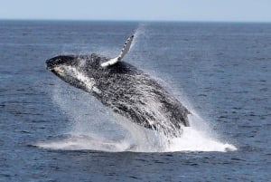 Boavista: Whale Watching per Zodiac