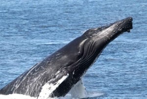 Boavista: Whale Watching per Zodiac