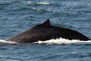 Boavista: Whale Watching per Zodiac