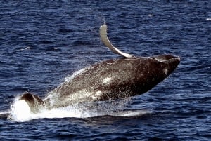 Boavista: Whale Watching per Zodiac