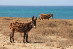 カボ・サンタ・マリアの難破船、サル・レイ、ヴィアナ砂漠、ラビルの陶芸学校をご覧ください