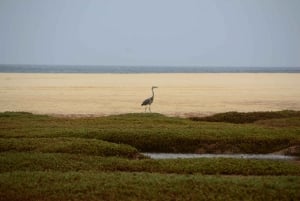 Boa Vista: Bird Watch Expedition in natural environment