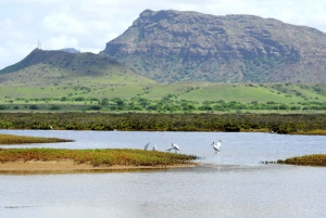 Boa Vista: Bird Watch Expedition in natural environment