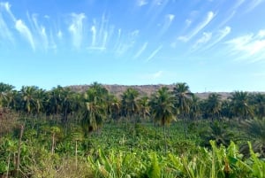 Descubra Santiago: Visita à Plantação, Arte Urbana e Workshop Gastronômico