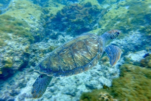 Discover Scuba Diving für Anfänger