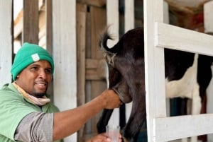 Boavista - East Tour - Lighthouse, Mucheln Beach, Colorful Villages, Goat Farm