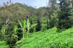 Sentier écologique dans la Serra Malagueta + Expérience culturelle à Boa Entrada