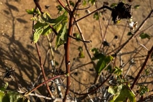 Explore Sal Island: Full-Day Adventure to All Must-See Spots