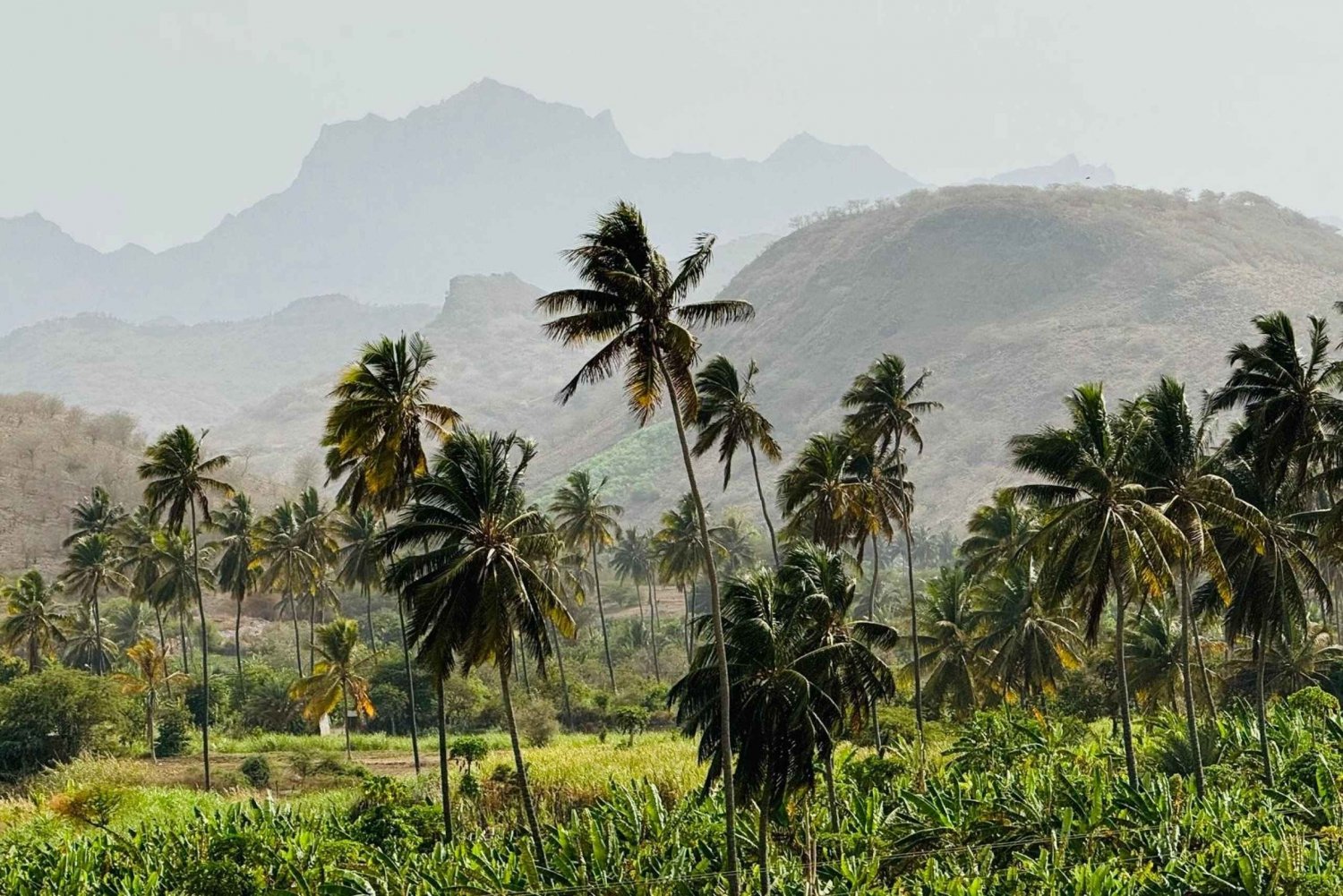 Explore the largest banana plantation in Cabo Verde