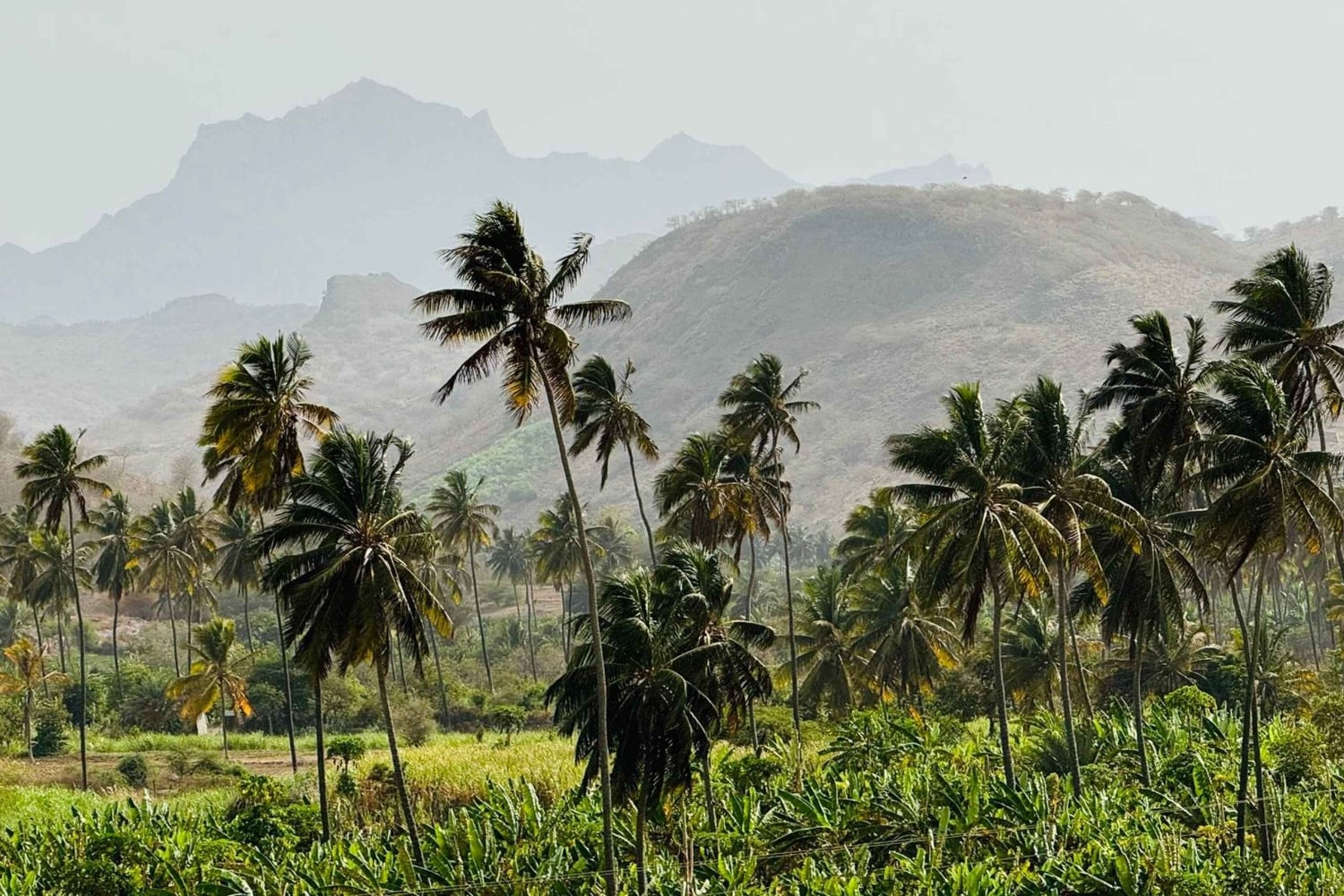 Poznaj największą plantację bananów na Cabo Verde