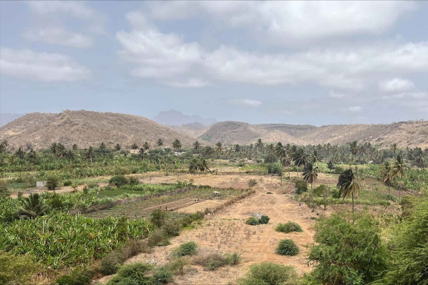 Poznaj największą plantację bananów na Cabo Verde