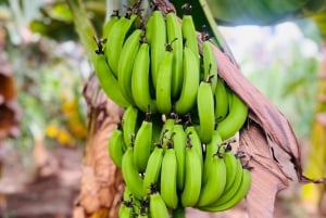 Explore the largest banana plantation in Cabo Verde