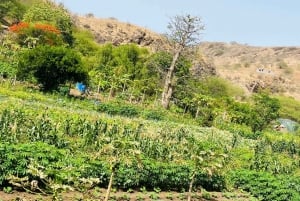 Explore the largest banana plantation in Cabo Verde