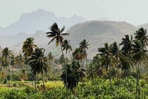 Poznaj największą plantację bananów na Cabo Verde