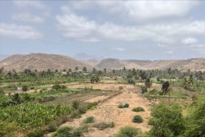 Poznaj największą plantację bananów na Cabo Verde