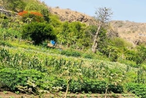 Poznaj największą plantację bananów na Cabo Verde