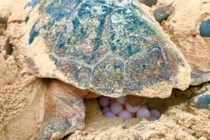 From Boa Vista: Turtle Watching and Nesting Evening Tour