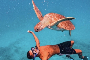 Depuis Mindelo : La plongée en apnée des tortues de mer à São Vicente, un site enchanteur
