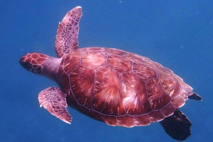 Z Mindelo: Snorkeling z urzekającym żółwiem morskim w São Vicente