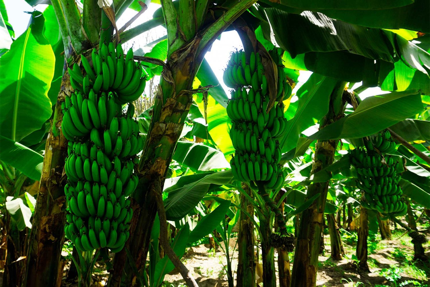 From Praia: Banana Plantation Tour and Cuscuz Workshop