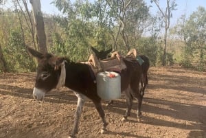 From Praia: Santiago Island Highlights Tour