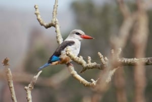 From Praia: Santiago Island Highlights Tour