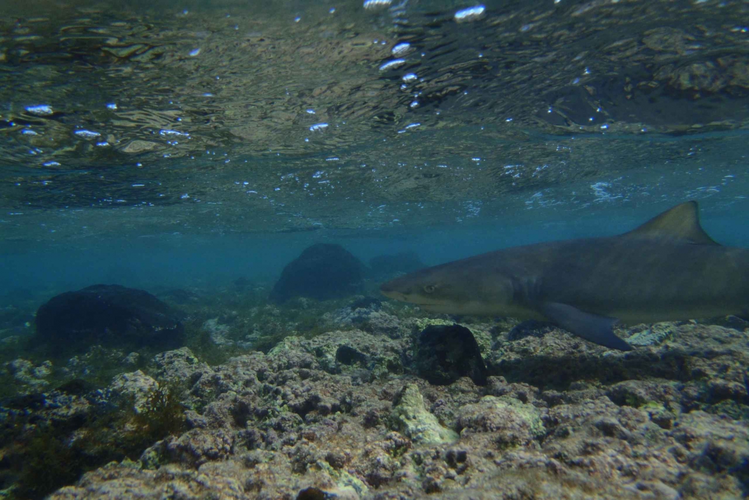 Fra Santa Maria: Guidet kikking etter sitronhai