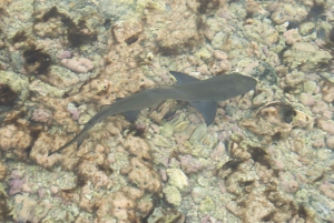 Desde Santa María: Observación guiada del tiburón limón