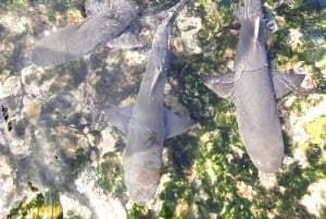 From Santa Maria: Sal Island Private Day Trip