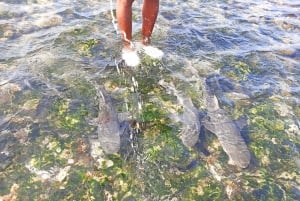 From Santa Maria: Sal Island Private Day Trip