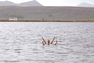 From Santa Maria: Sal Island Private Day Trip