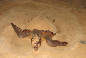 Från Santa Maria: Whaching av havssköldpaddor