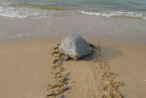 Fra Santa Maria: Hvalfangst af havskildpadder