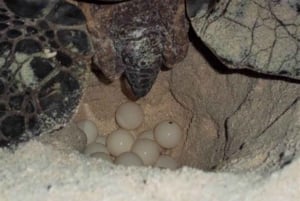 Från Santa Maria: Whaching av havssköldpaddor