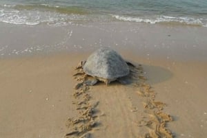 Aus Santa Maria: Meeresschildkrötenwalking