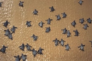 Santa Mariasta: Merikilpikonnien valkkailu