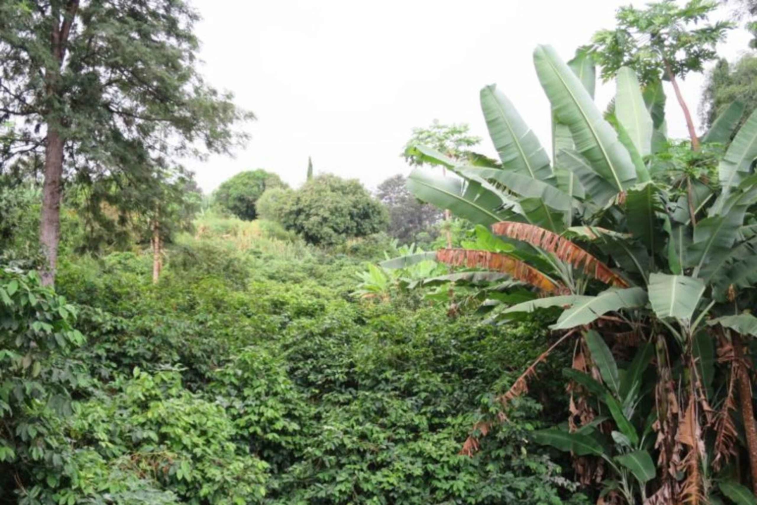 من ساو فيليبي: جولة في فوهة البركان وتذوق الطعام والقرى التاريخية