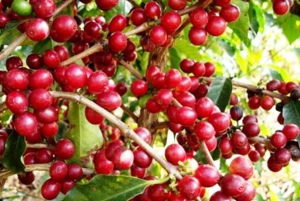 من ساو فيليبي: جولة في فوهة البركان وتذوق الطعام والقرى التاريخية