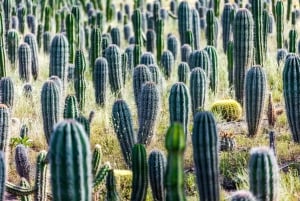 Ganztägige Postcards of Sal Tour mit Kite Beach und Mittagessen