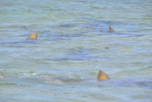 رحلة نصف يوم شاملة كليًا إلى ساليناس، خليج شارك، العين الزرقاء