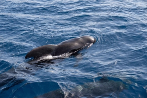 Halbtägiges Segelyacht-Abenteuer auf der Insel Sal - 3 Stunden