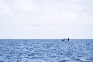 Halbtägiges Segelyacht-Abenteuer auf der Insel Sal - 3 Stunden
