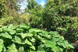 المشي لمسافات طويلة: من Serra Malagueta إلى Ribeira Principal