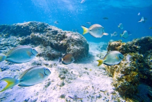 Ilha Do Sal: snorkeling con guida locale