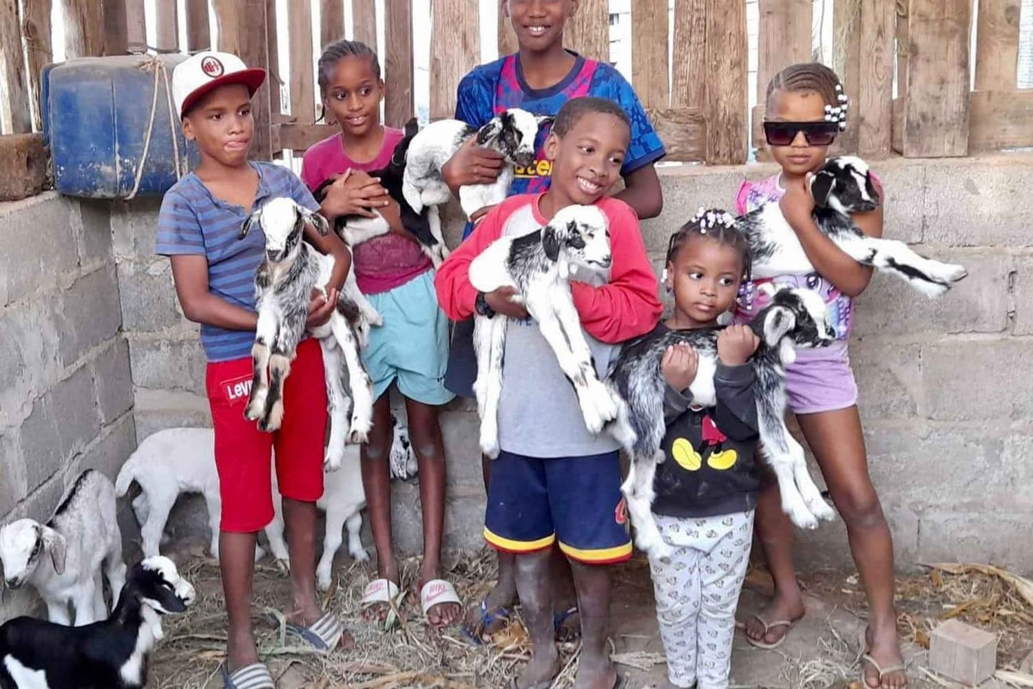 Passeio pela ilha e gado e degustação de sabores locais
