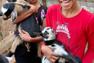 Passeio pela ilha e gado e degustação de sabores locais