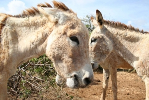 Passeio pela ilha e gado e degustação de sabores locais