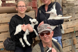 Passeio pela ilha e gado e degustação de sabores locais